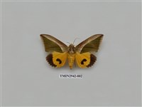 藏品(夜蛾284)的圖片